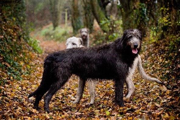 Irish Wolfhound - Irish Wolfhound