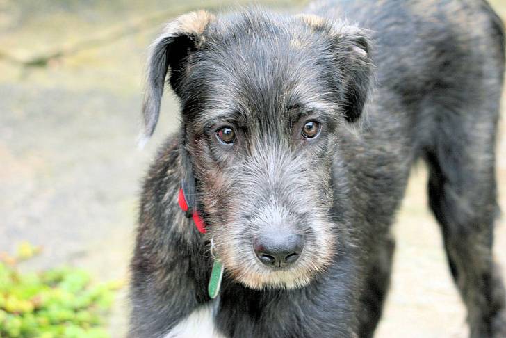 Photo Irish Wolfhound