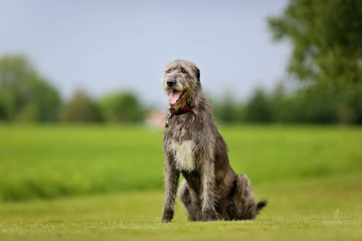 Photo Irish Wolfhound