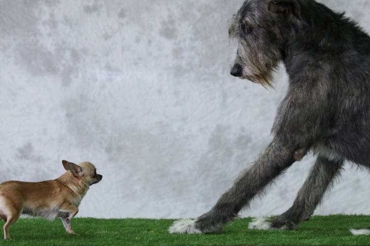 Photo Irish Wolfhound