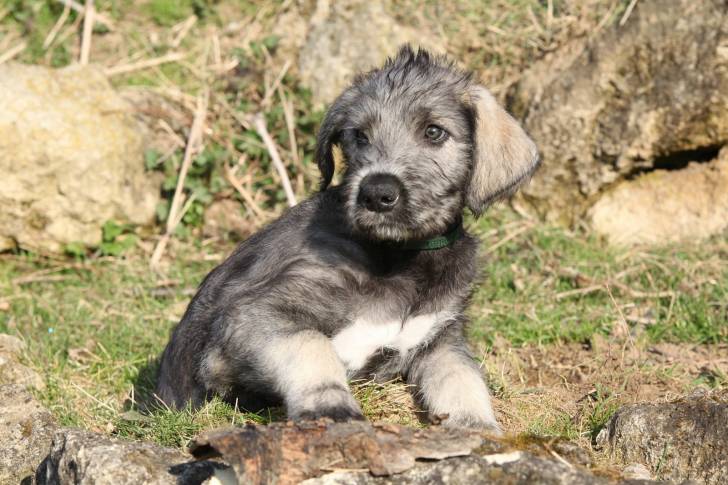 Photo Irish Wolfhound