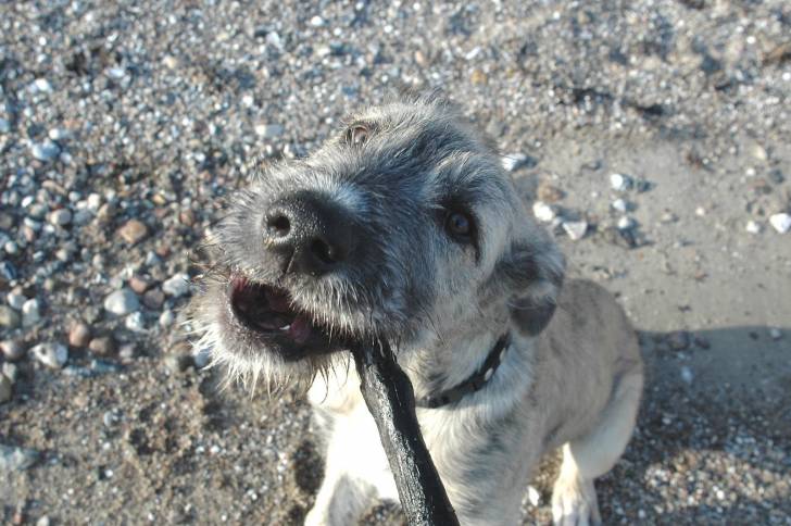 Photo Irish Wolfhound