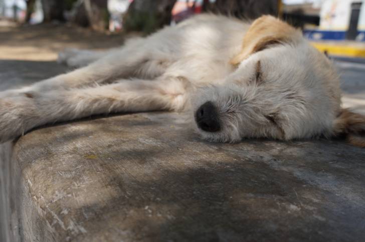 Photo Irish Wolfhound