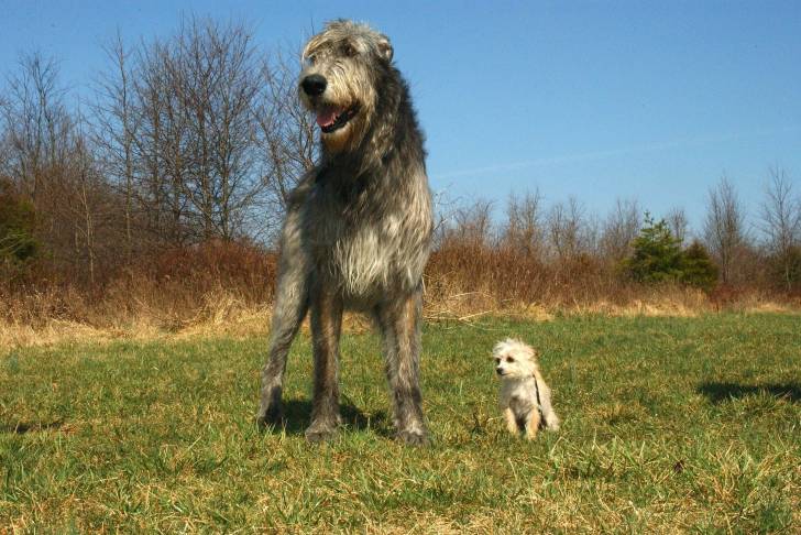 Photo Irish Wolfhound