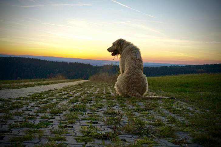 Photo Irish Wolfhound