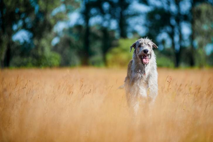 Photo Irish Wolfhound