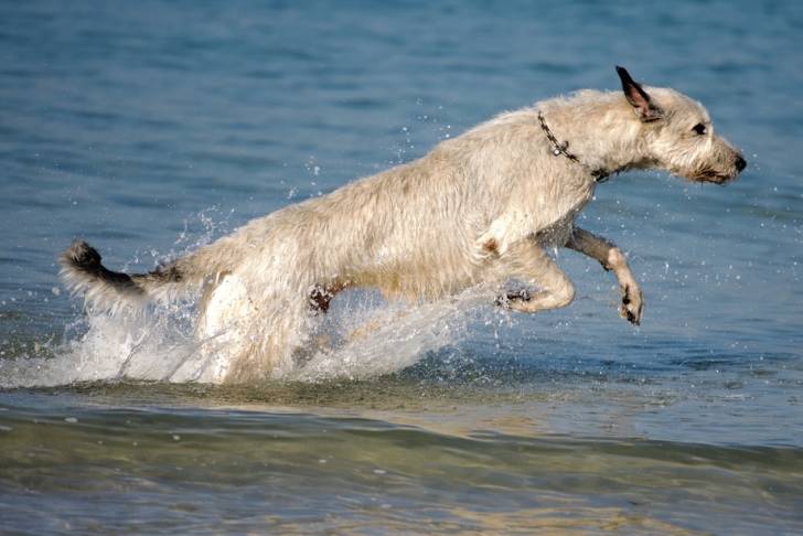 Photo Irish Wolfhound