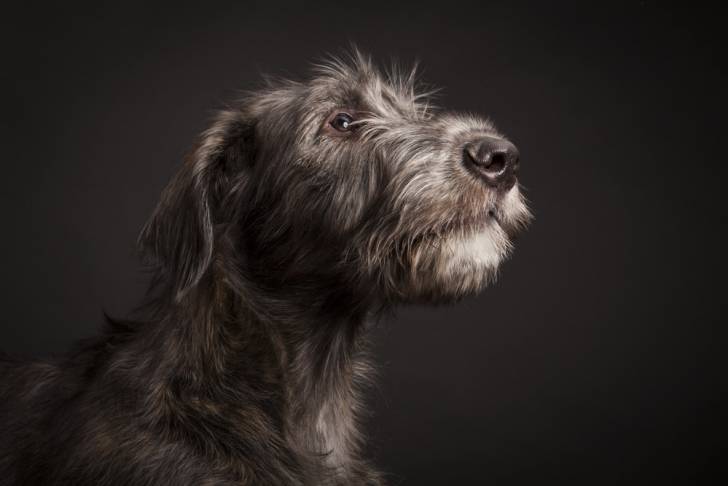 Photo Irish Wolfhound