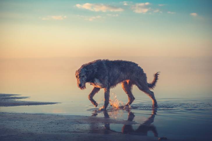 Photo Irish Wolfhound