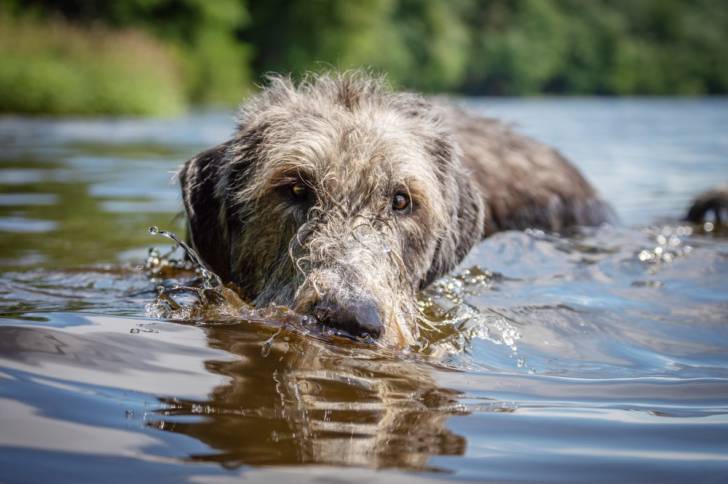 Photo Irish Wolfhound