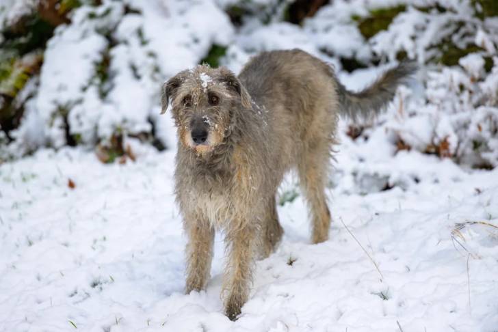 Un Irish Wolfhound sur une surface enneigée 