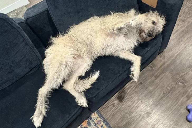 Un Irish Wolfhound allongé sur un canapé et semblant détendu 
