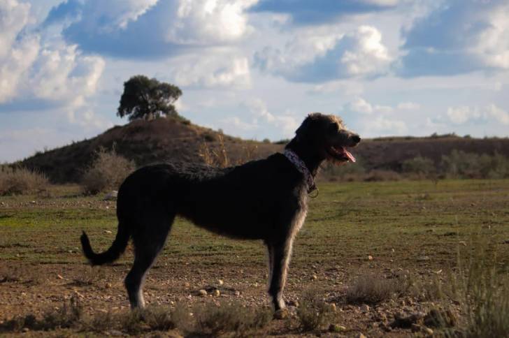 Un Irish Wolfhound sur une surface herbacée portant un collier autour du cou