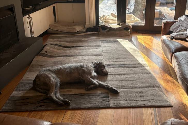 Un Irish Wolfhound allongé sur un tapis et semblant détendu 