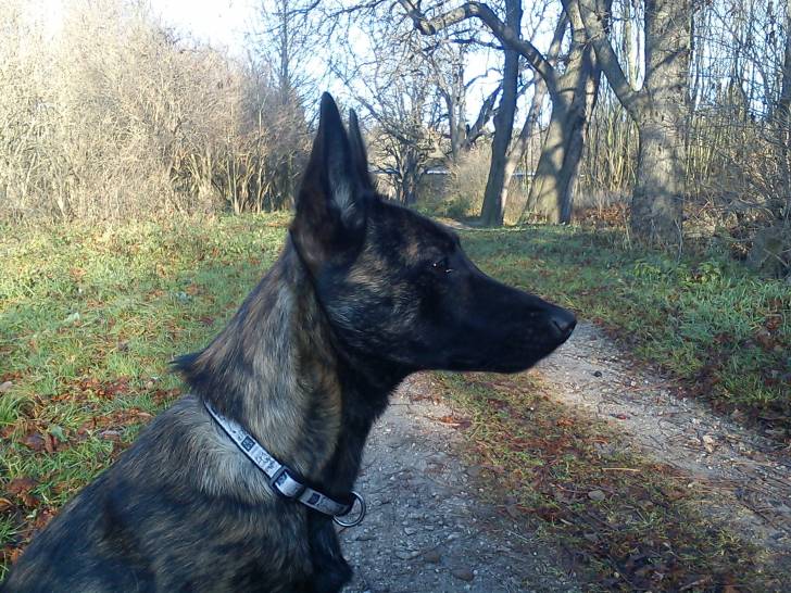 Zora - Berger Hollandais (2 ans)