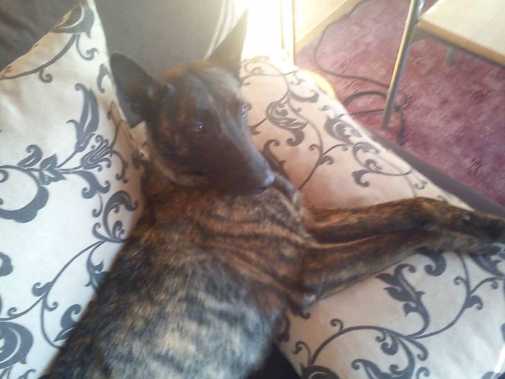 Zora - Berger Hollandais (2 ans)