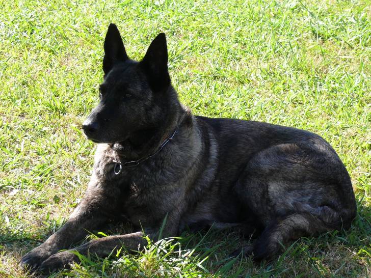 Opale - Berger Hollandais (14 ans)