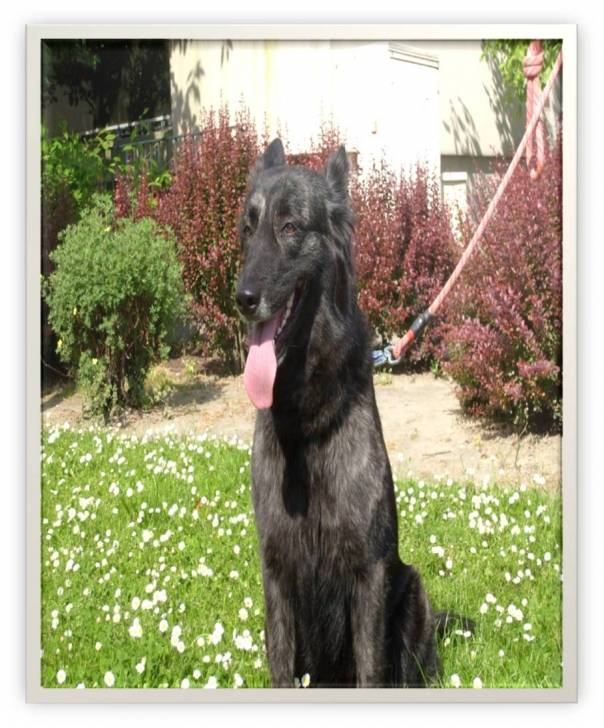 Virgule - Berger Hollandais (7 ans)