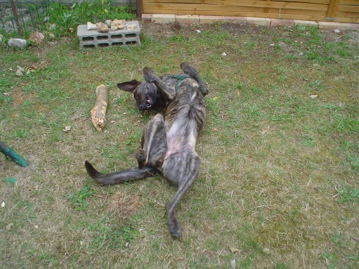 candy - Berger Hollandais (5 ans)