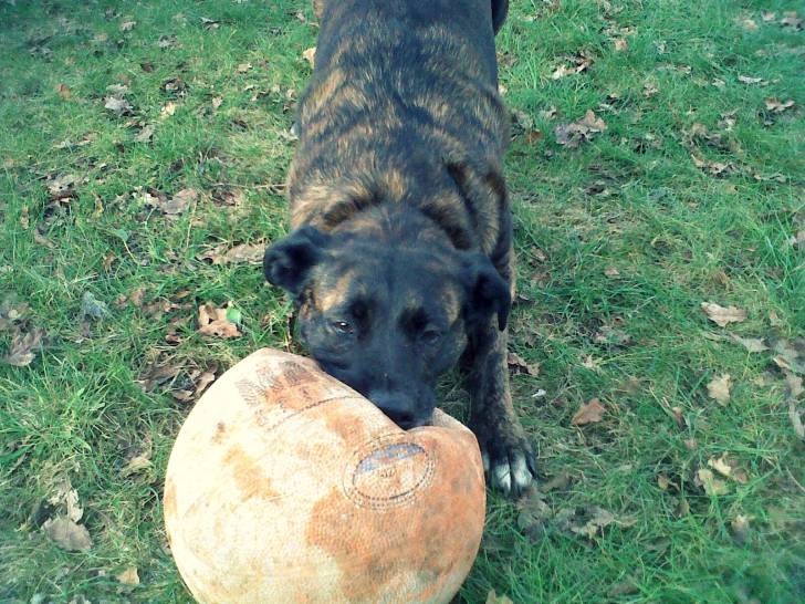 Emy. - Berger Hollandais (3 ans)