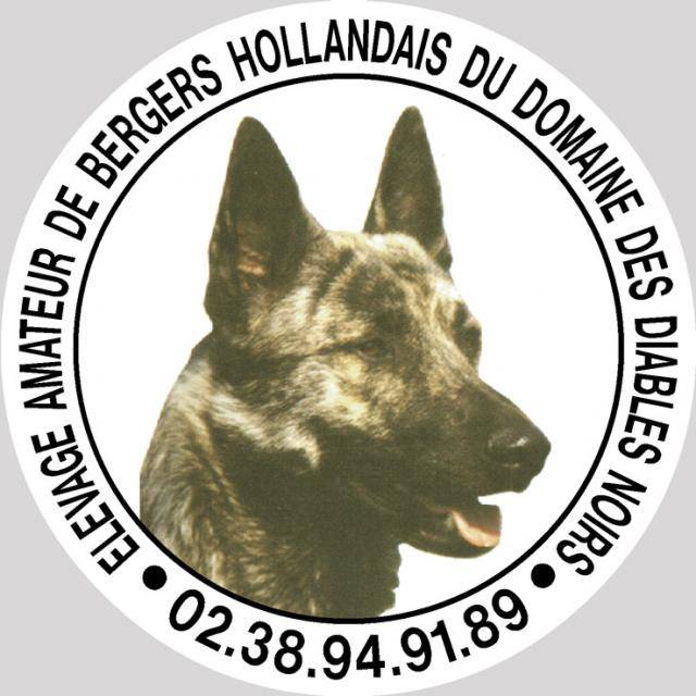 BERGER HOLLANDAIS POIL COURT - Berger Hollandais