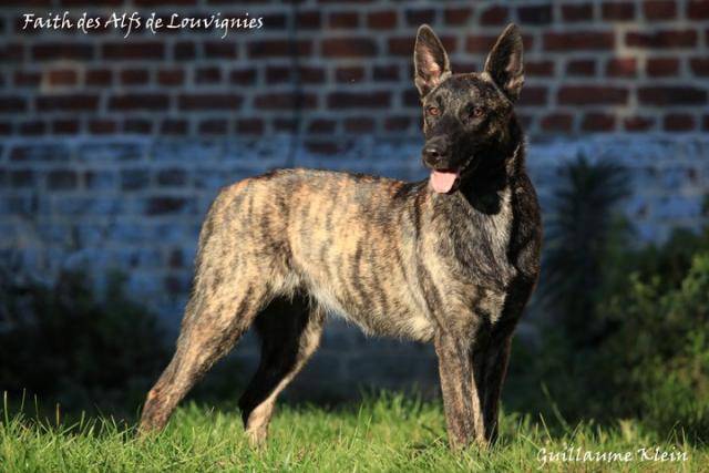 Berger Hollandais - Faith des Alfs de Louvignies - Berger Hollandais