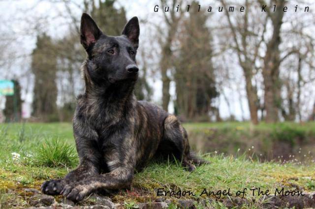 Berger Hollandais - Eragon Angel of The Moon - Berger Hollandais