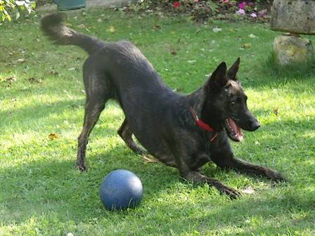 Holly, femelle de 1 an - Berger Hollandais