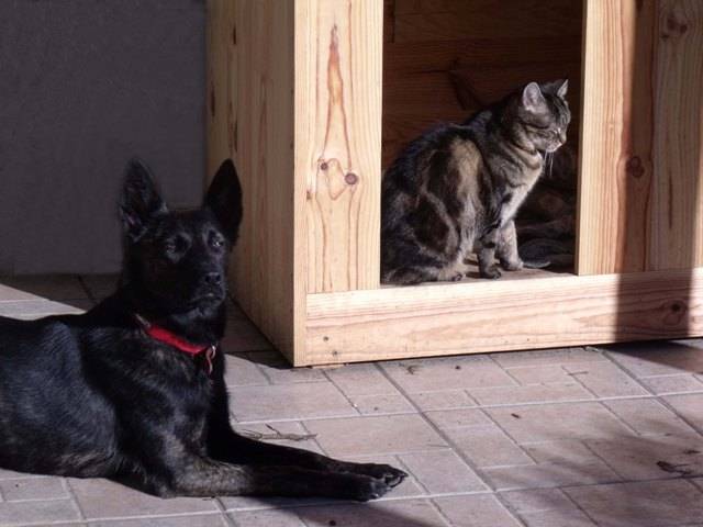 Holly avec Minouche - Berger Hollandais