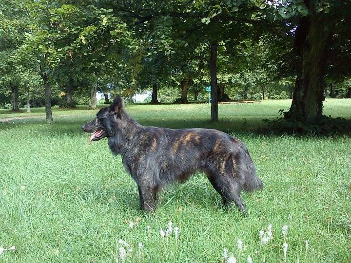 jack - Berger Hollandais Mâle (1 an)