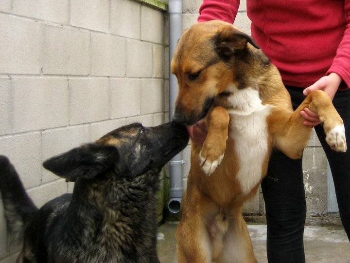 Paca - Berger Hollandais Mâle (3 mois)