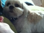 millie - Lhassa Apso