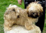 Lhassa Apso - Lhassa Apso