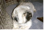 Tosca lhassa-apso - Lhassa Apso