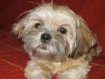 lhassa apso - Lhassa - 6 mois - Lhassa Apso (6 mois)