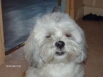 Lhassa apso => Youki - Lhassa Apso