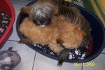 lhassa apso ELIT et EPICE - Lhassa Apso