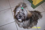 LHASSA APSO elit - Lhassa Apso