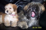 lhassa apso - Lhassa Apso