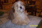 lhassa apso pollux chien lion - Lhassa Apso