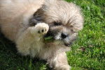 lhassa apso - Ferbee - Lhassa Apso