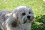 lhassa apso - Ferbee - Lhassa Apso