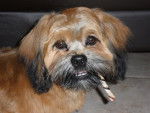 Beau portrait de Gribouille - Lhassa Apso
