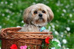 Photo Lhassa Apso