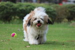 Photo Lhassa Apso