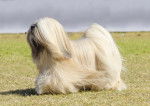 Photo Lhassa Apso