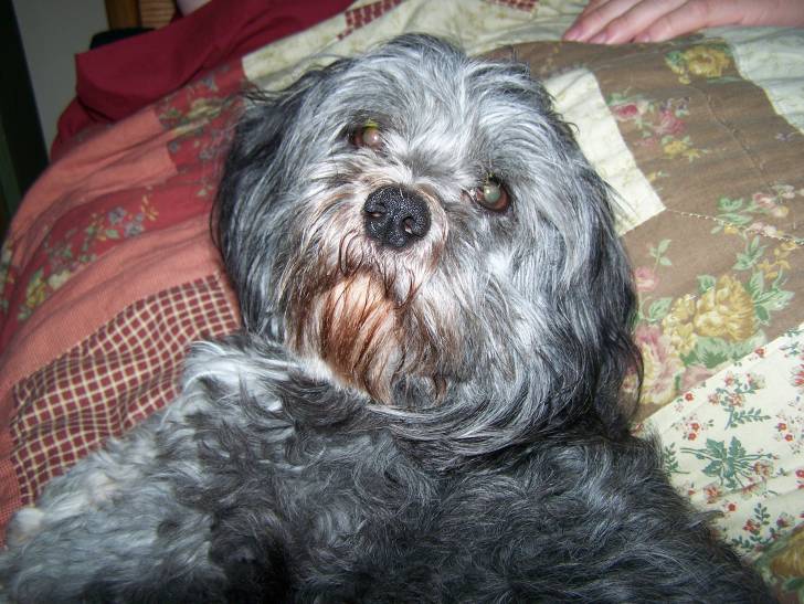 Koda - Lhassa Apso Mâle (7 ans)