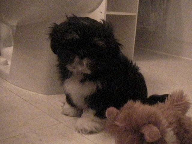 Lizzy - Lhassa Apso (2 mois)