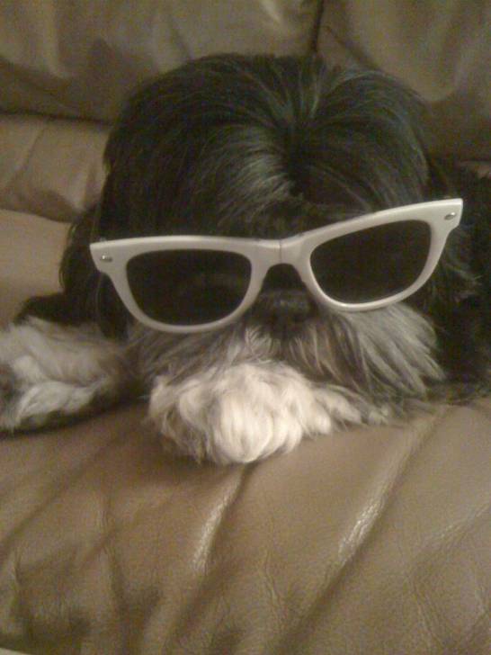Lizzy - Lhassa Apso (7 ans)