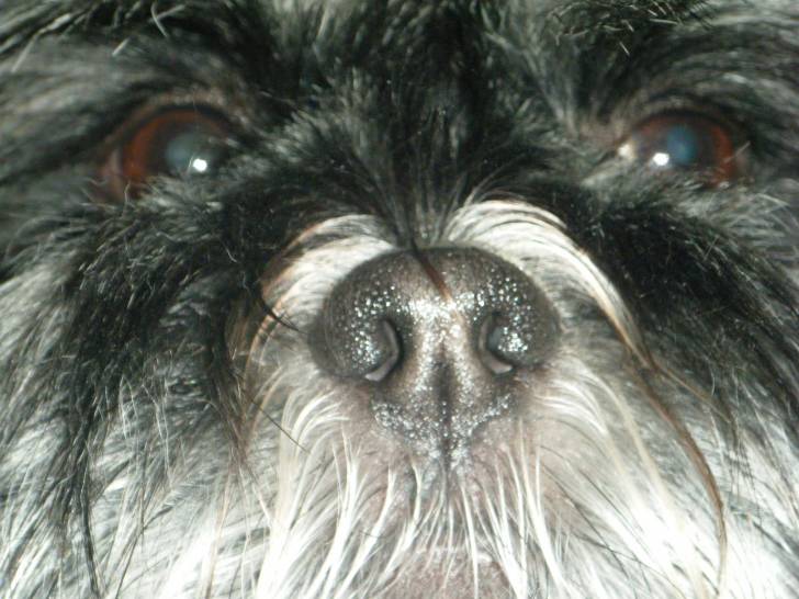 Lizzy - Lhassa Apso (7 ans)